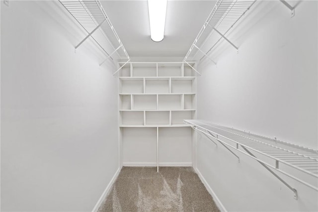 walk in closet featuring carpet floors