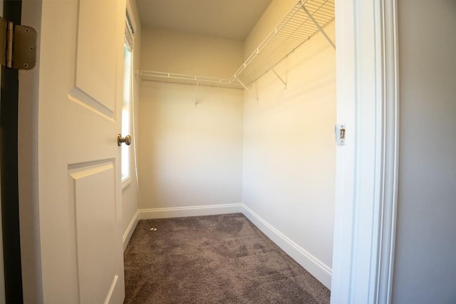 walk in closet featuring carpet flooring