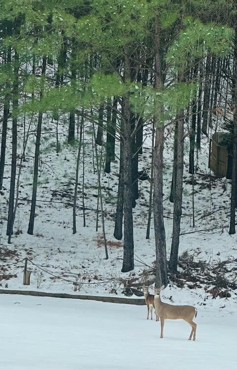 3554 Umatilla Ln SW, South Fulton, GA 30331 - view of snow covered land