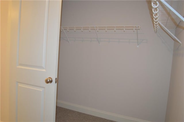 walk in closet with carpet flooring