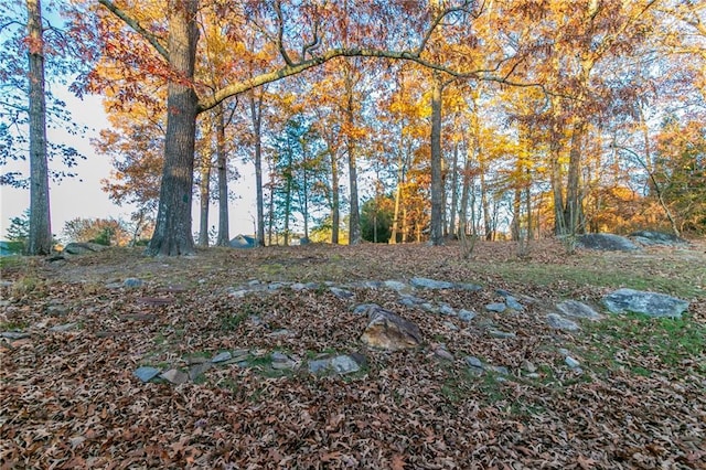 view of local wilderness