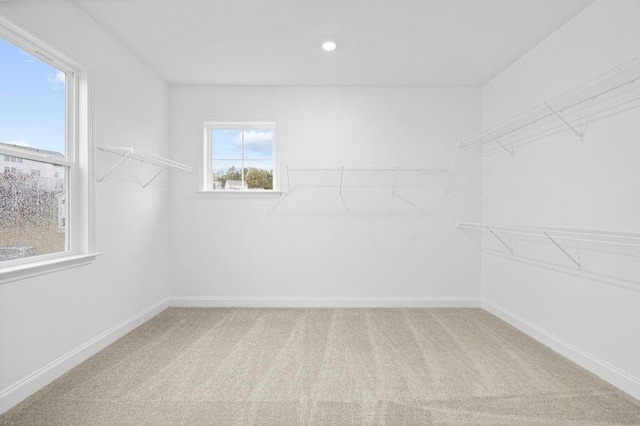 spacious closet featuring carpet flooring