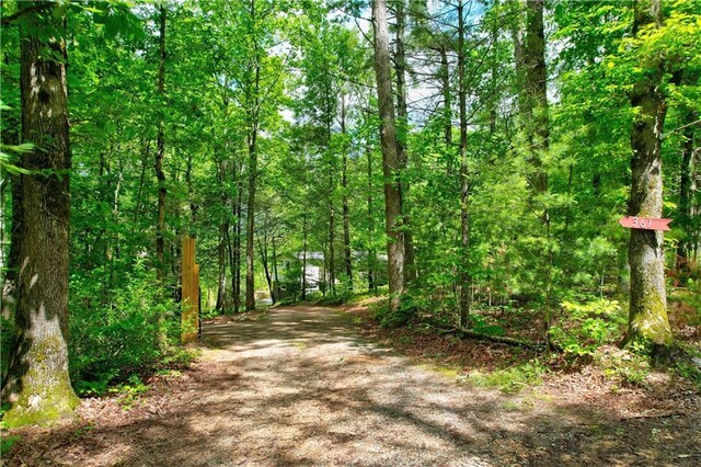361 Rising Star Rd, Ellijay, GA 30536 - view of dirt / gravel driveway with a wooded view