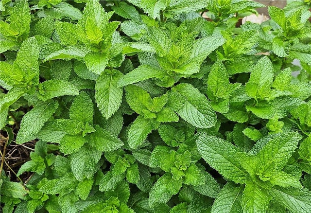 detailed view