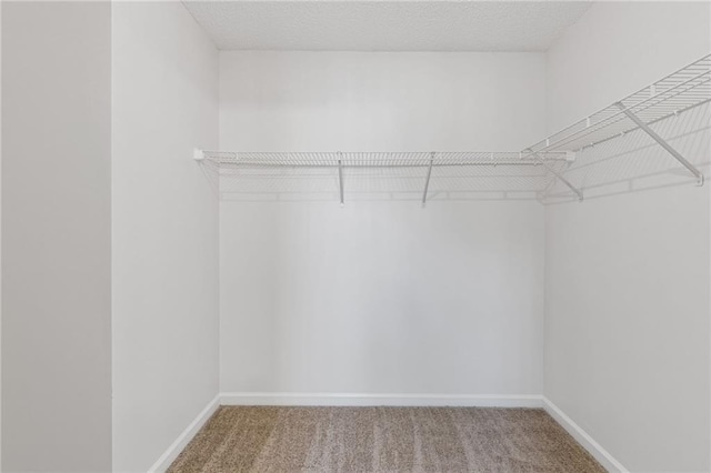 spacious closet featuring carpet floors