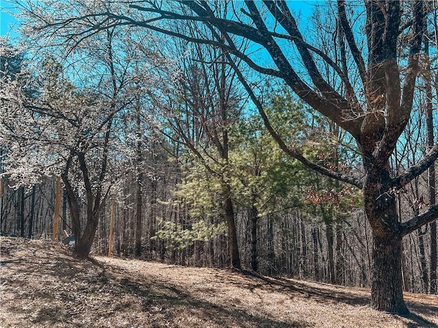 view of local wilderness with a forest view