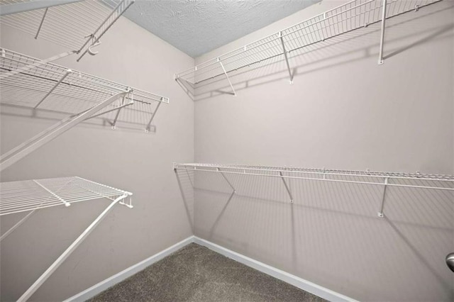 spacious closet featuring carpet flooring