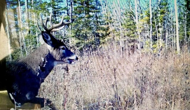 TBD State Highway 172 Cliff, Baudette, MN 56623