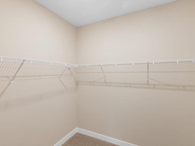 walk in closet with carpet flooring