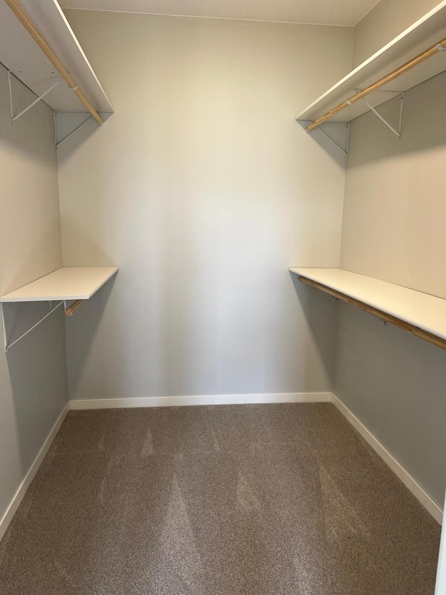 spacious closet featuring carpet