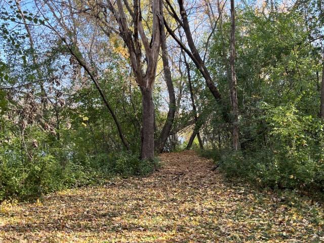 view of local wilderness