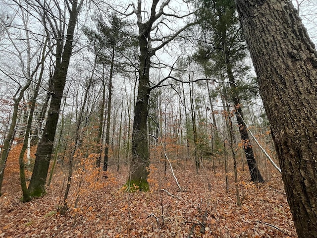 view of local wilderness