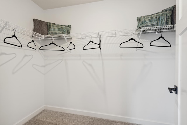 walk in closet featuring carpet flooring