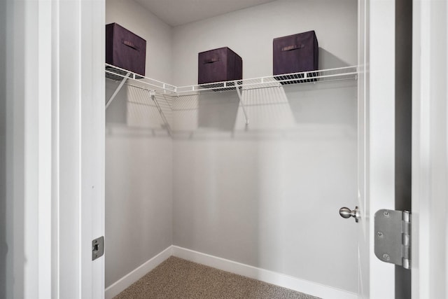 walk in closet featuring carpet floors