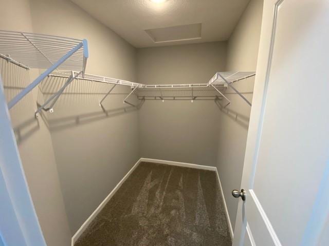 walk in closet featuring carpet floors