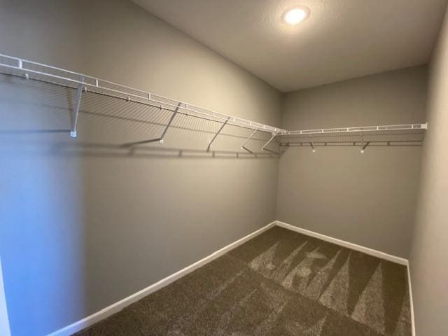 walk in closet featuring carpet floors