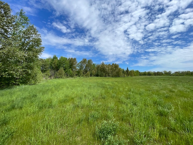 view of local wilderness