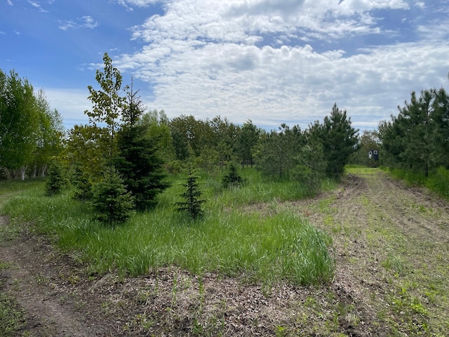 view of local wilderness