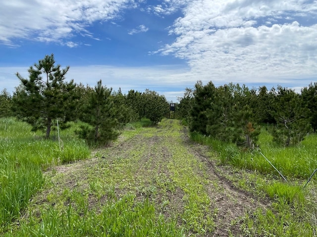 view of local wilderness