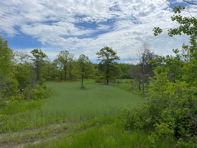 view of local wilderness