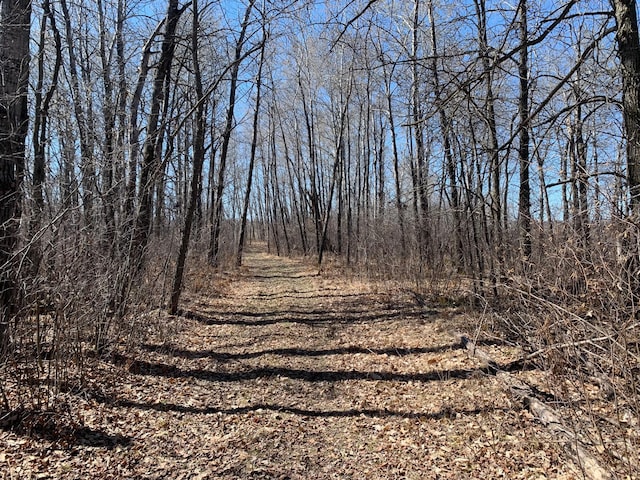 view of local wilderness