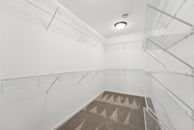 walk in closet featuring carpet floors