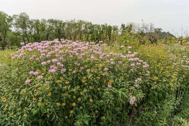 view of nature