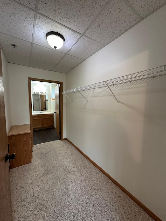 spacious closet with a drop ceiling and dark carpet