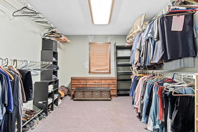 walk in closet featuring carpet flooring