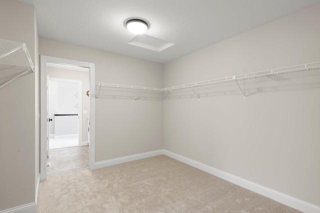 spacious closet featuring carpet