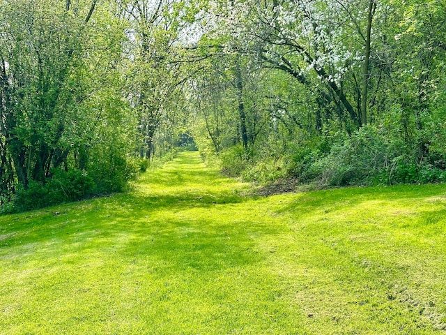 view of local wilderness