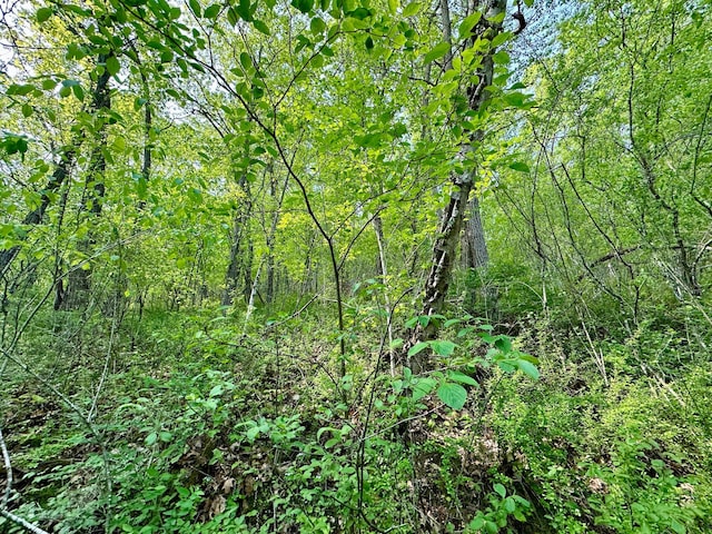 view of local wilderness