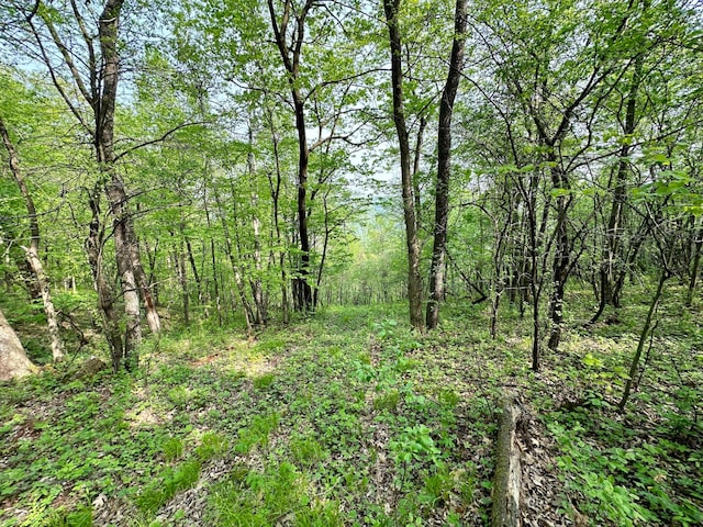 view of local wilderness