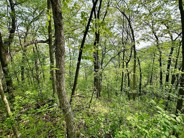 view of local wilderness