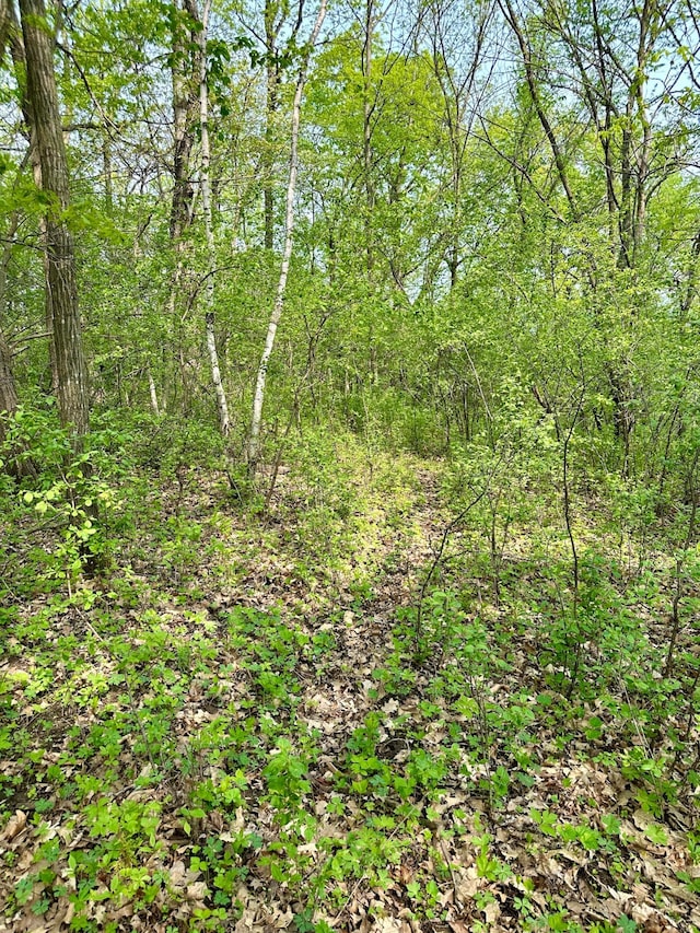 view of local wilderness