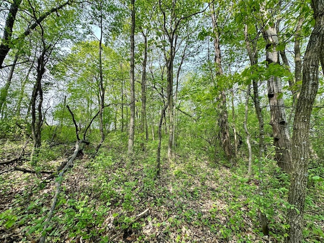 view of local wilderness