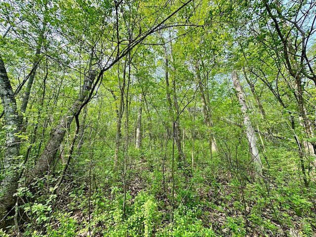 view of local wilderness