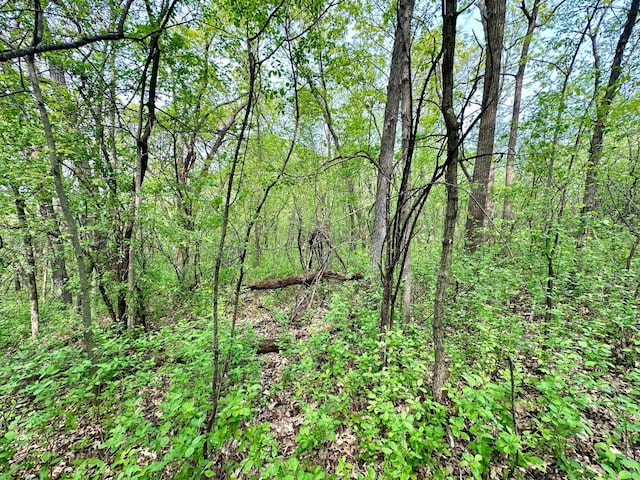 view of local wilderness