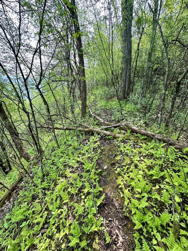 view of local wilderness