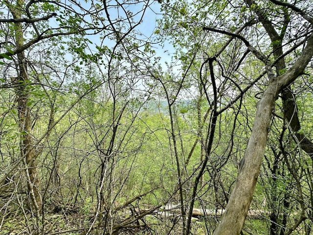 view of local wilderness