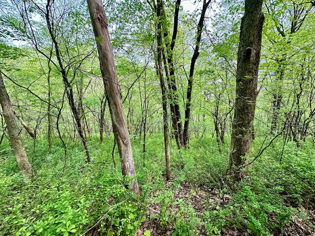 view of local wilderness