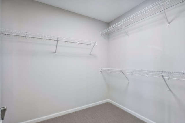 walk in closet with carpet flooring