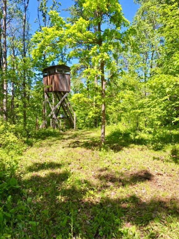 view of local wilderness