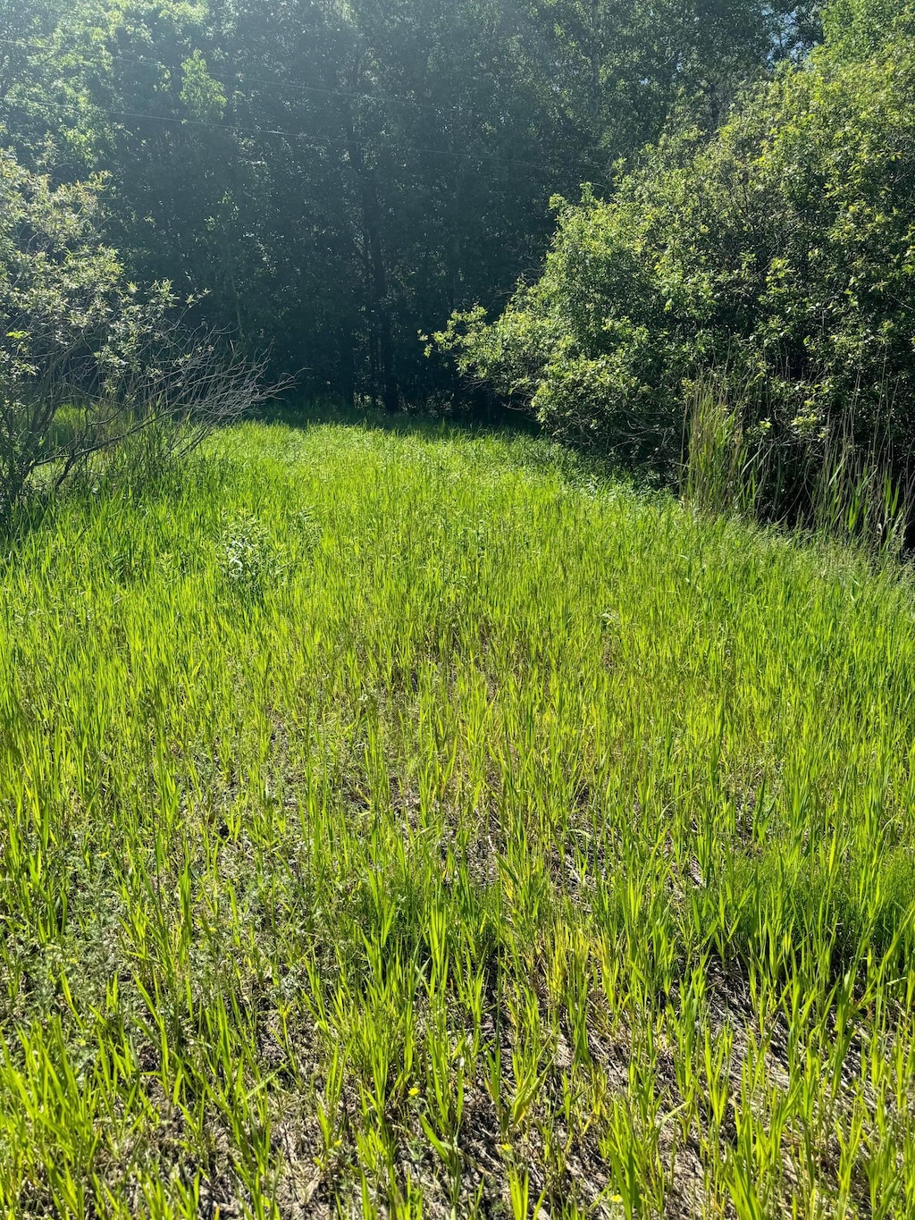 TBD County 29, Browerville, MN 56438 - photo 2