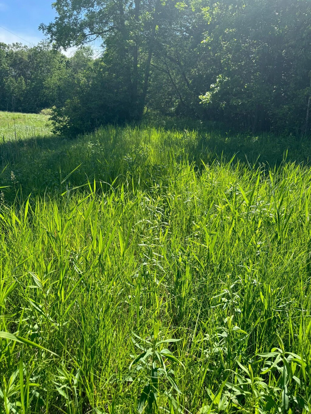 TBD County 29, Browerville, MN 56438 - photo 4