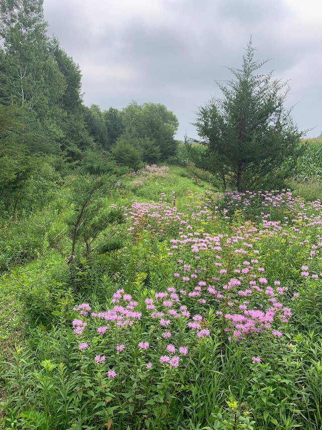 TBD 75th St NW, Oronoco Twp, MN 55901
