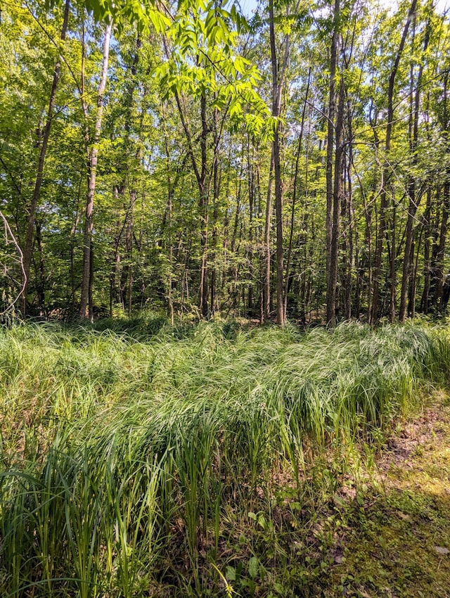 view of local wilderness