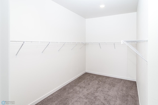 spacious closet featuring carpet floors