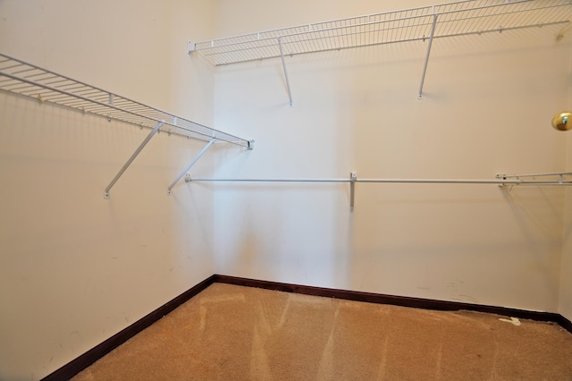 spacious closet featuring carpet