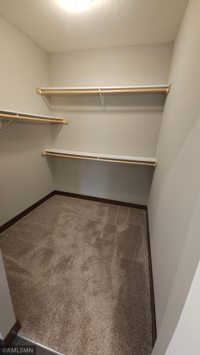 walk in closet featuring carpet flooring